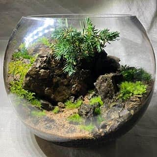 mossy-life