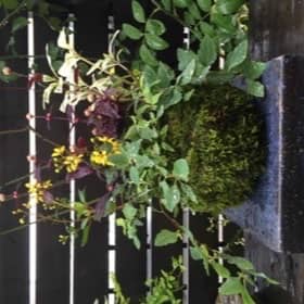 苔玉、寄せ植え大苔玉作り